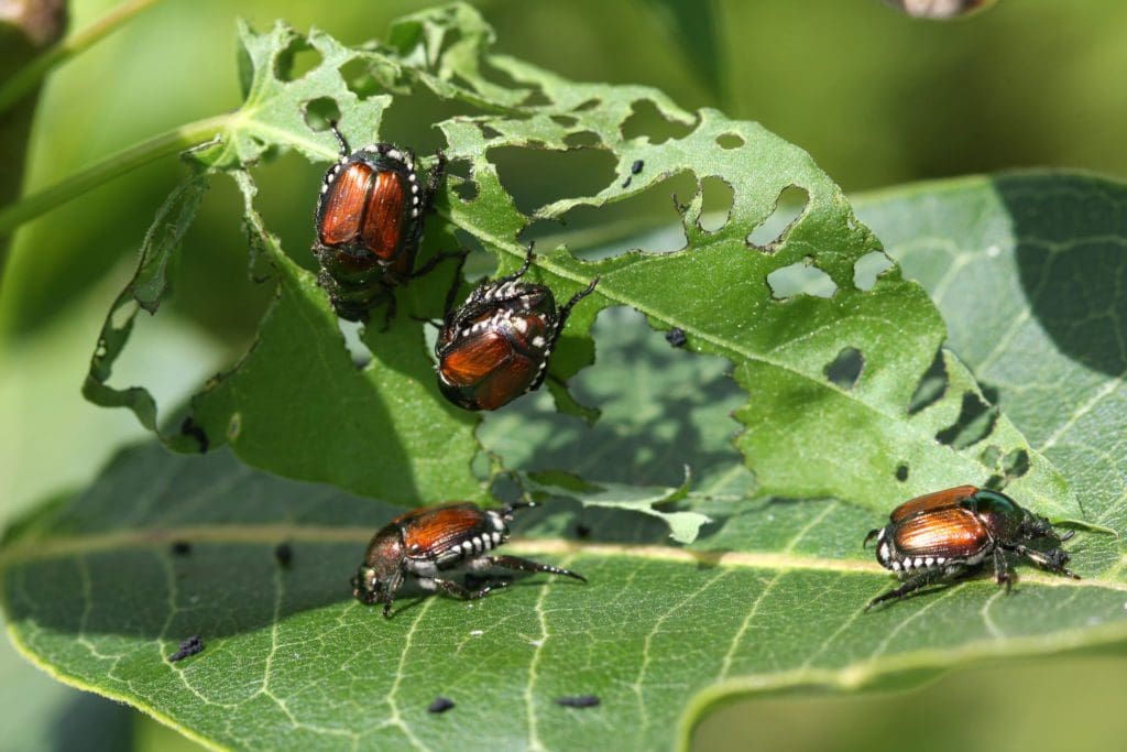 Japanese Beetle - Popillia japonica