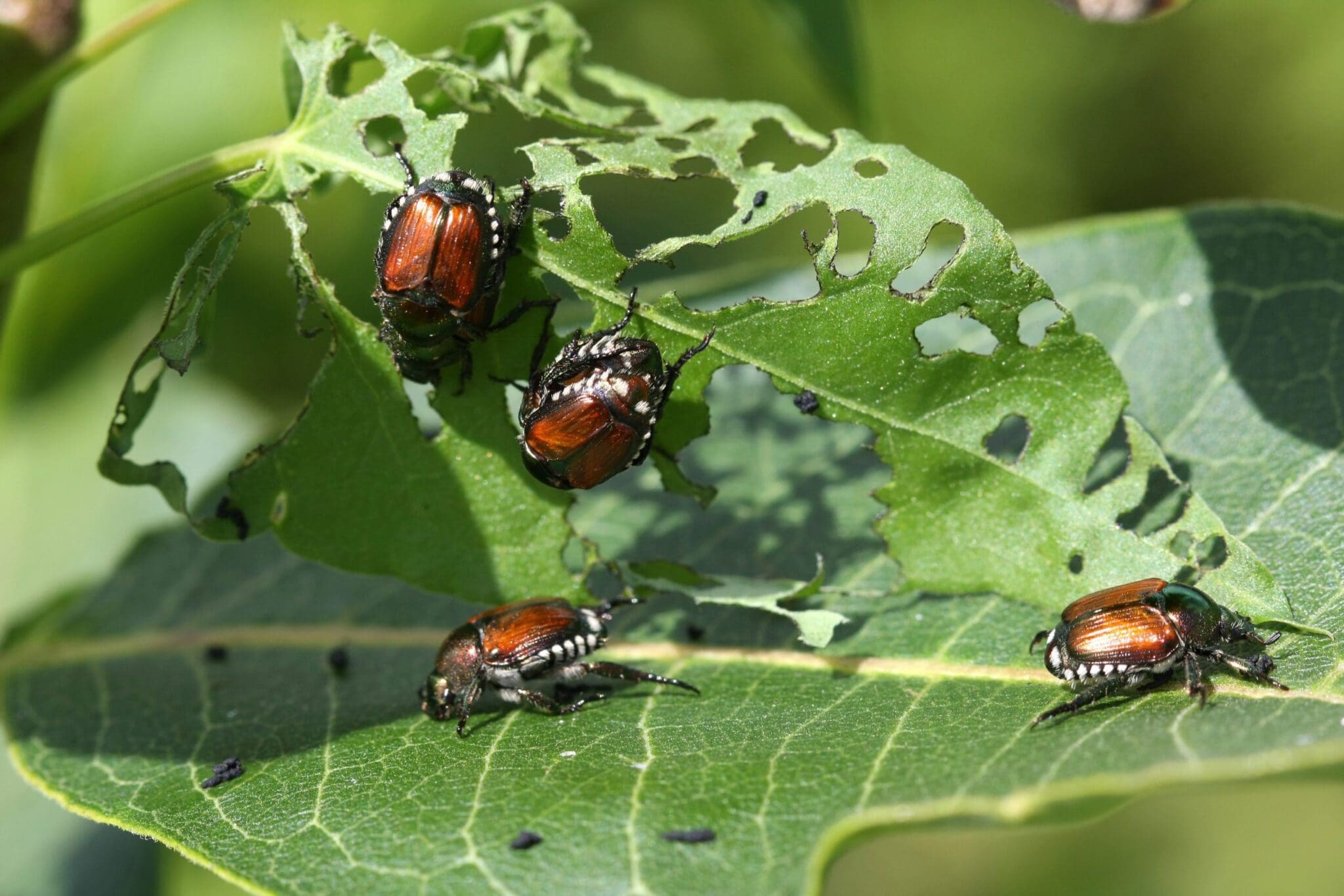 Japanese Beetle - Popillia japonica