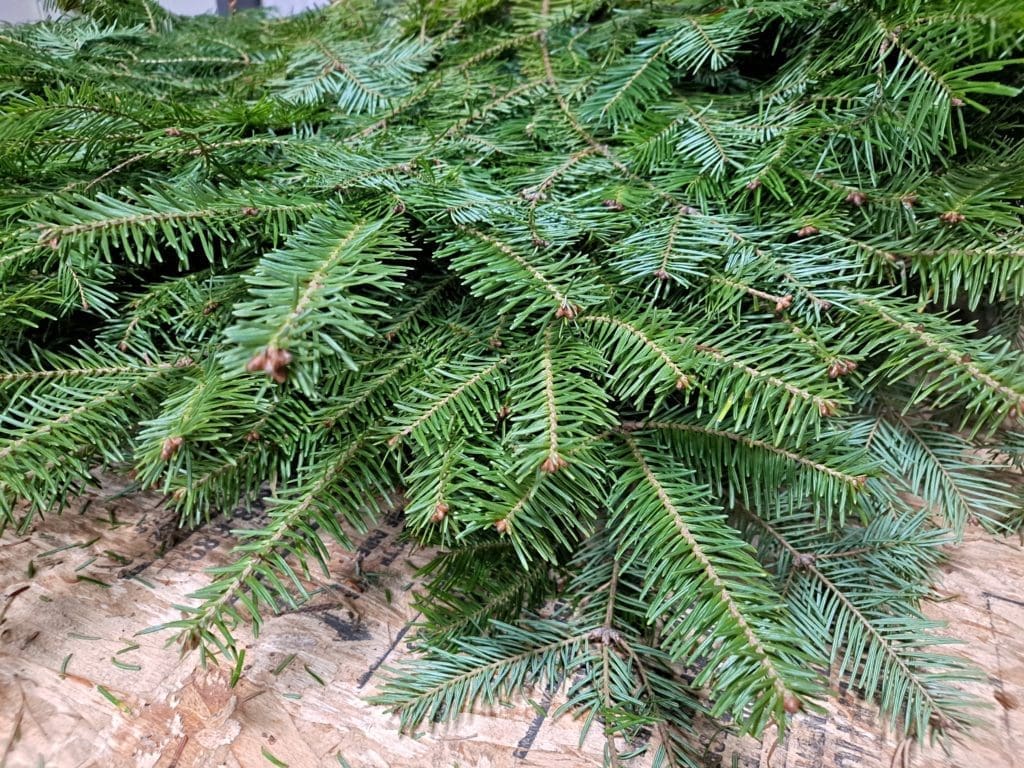 Christmas Bough