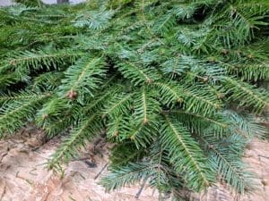 Christmas Bough