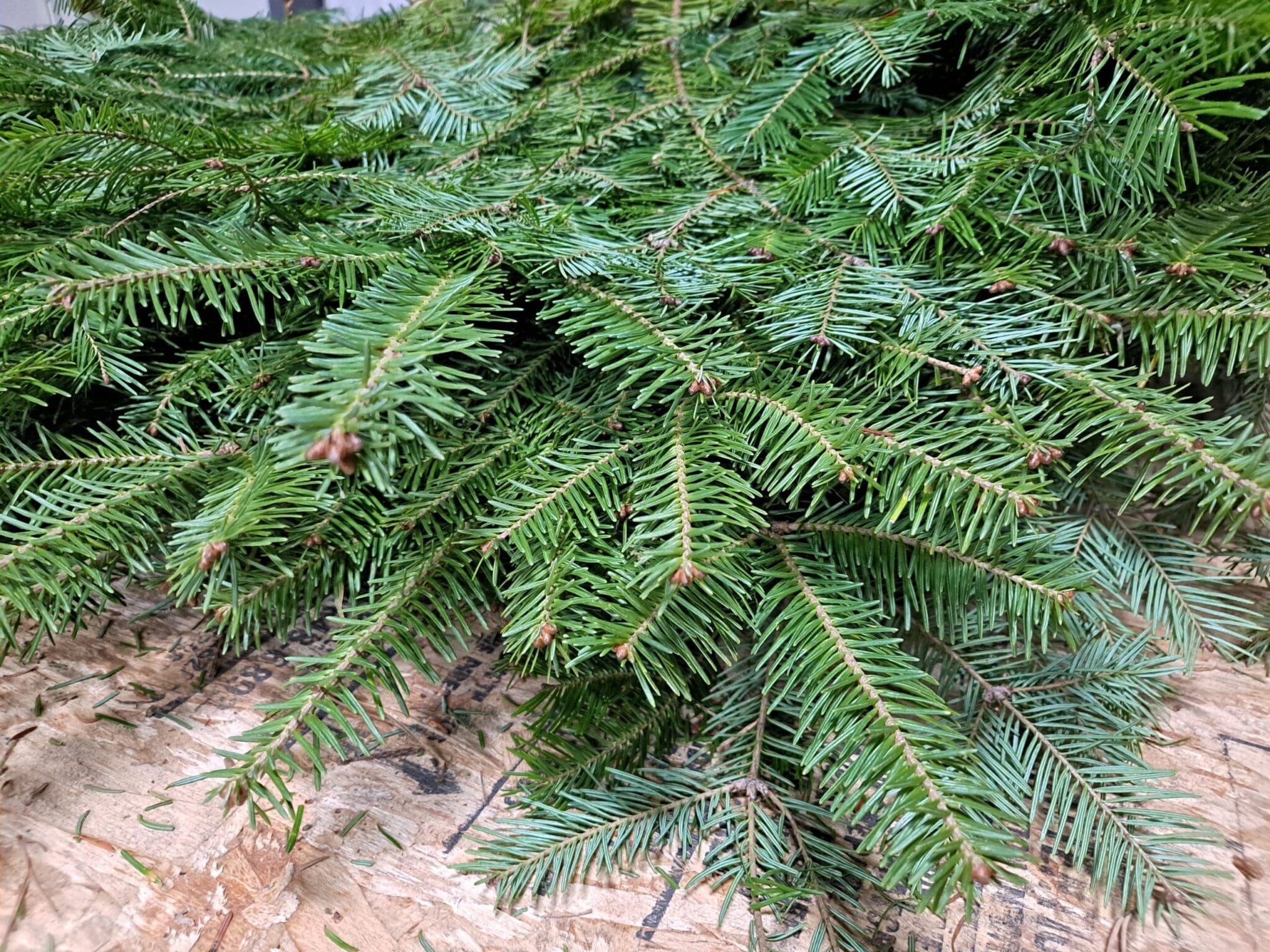 Christmas Bough