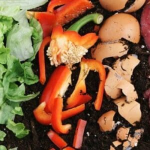 Vegetables in Dirt
