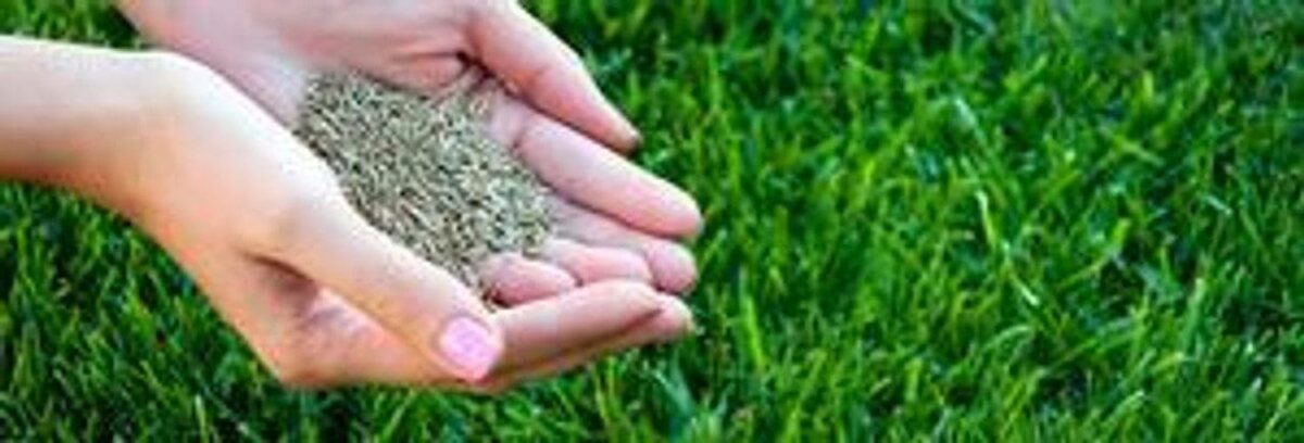 Athletic Mix Lawn Seed