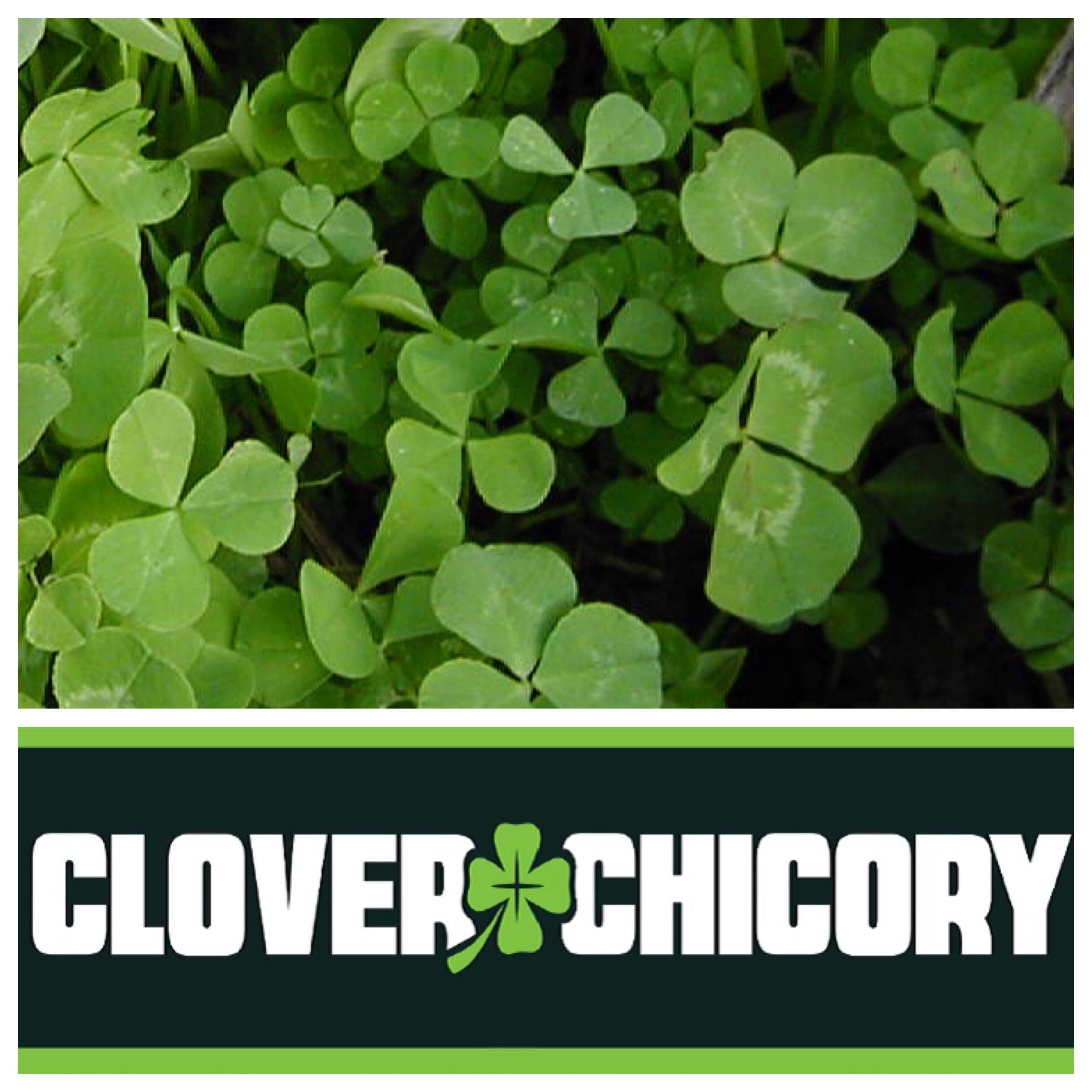 RWWP Clover/Chicory Seed Blend - Image 2
