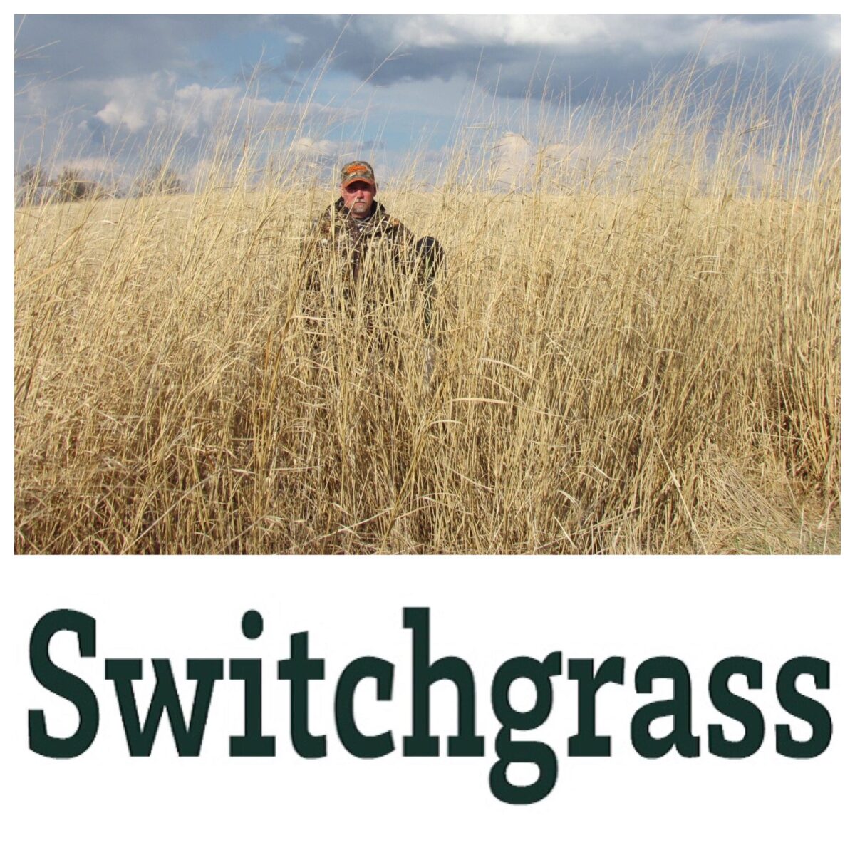 RWWP Switchgrass - 10 lb bag - Image 2