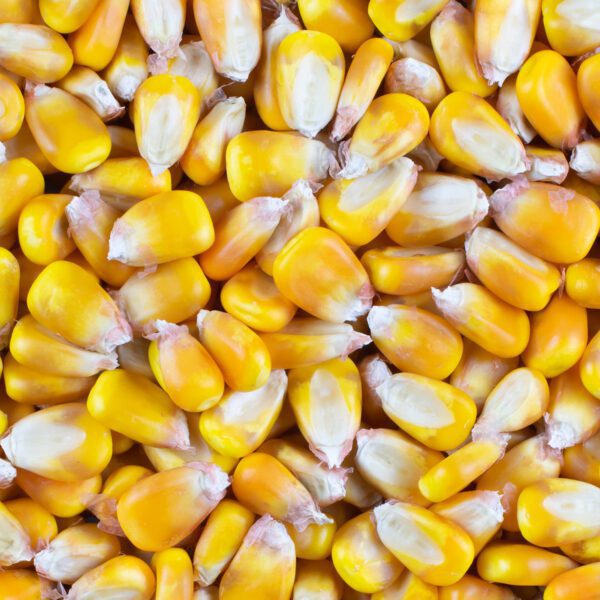 Corn Feed (Whole Kernel) — Bulk & Bagged
