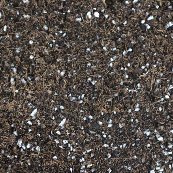Close-up of Hsu Transplant Mix showing a coarse, well-draining soil texture