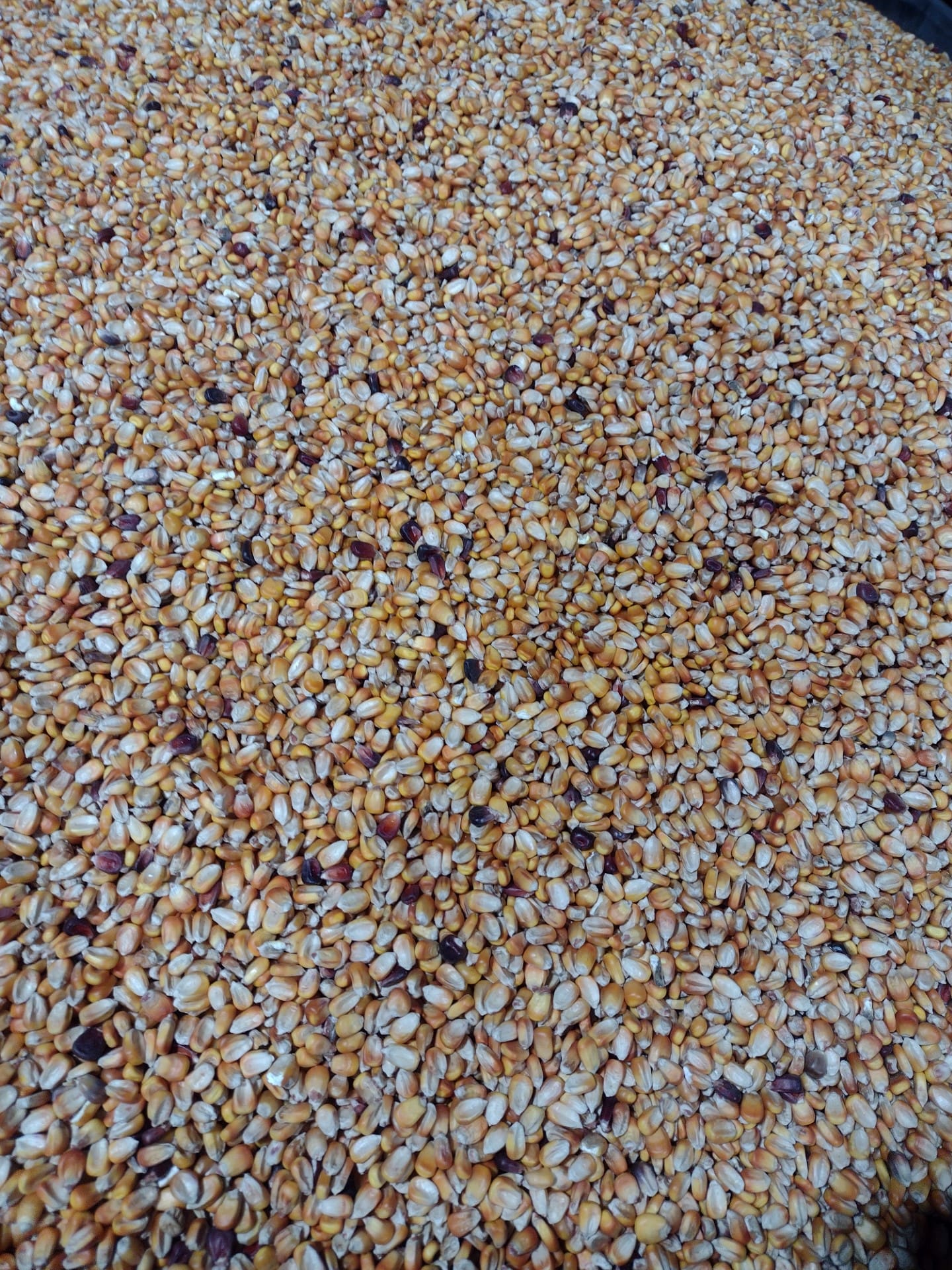 RWWP Nutri-Crave Deer Corn - 40 lb bag - Image 2