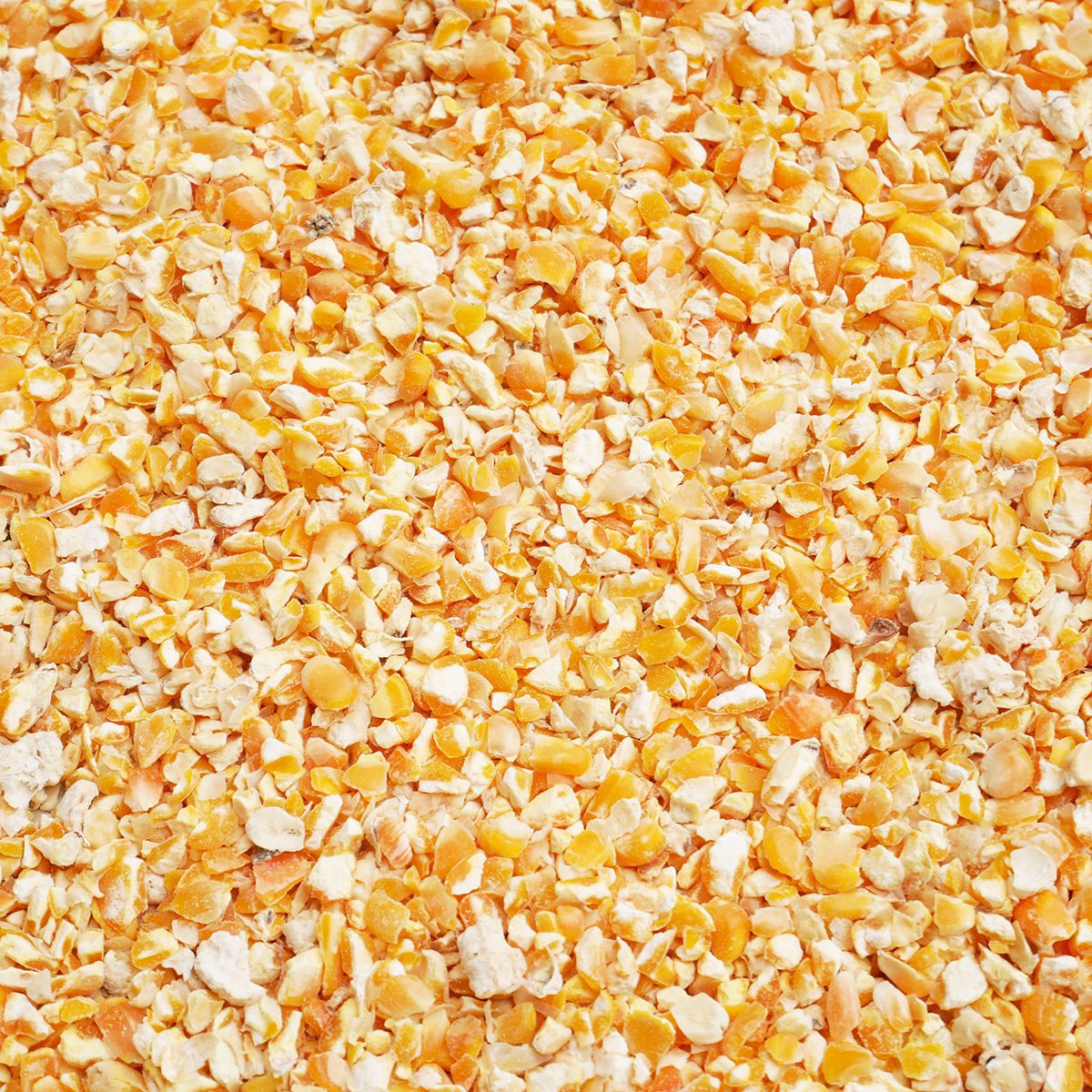 Crushed corn feed for backyard chickens and wild birds
