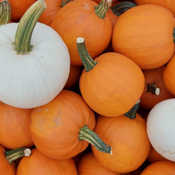 Medium-sized pumpkins for decorating and cooking