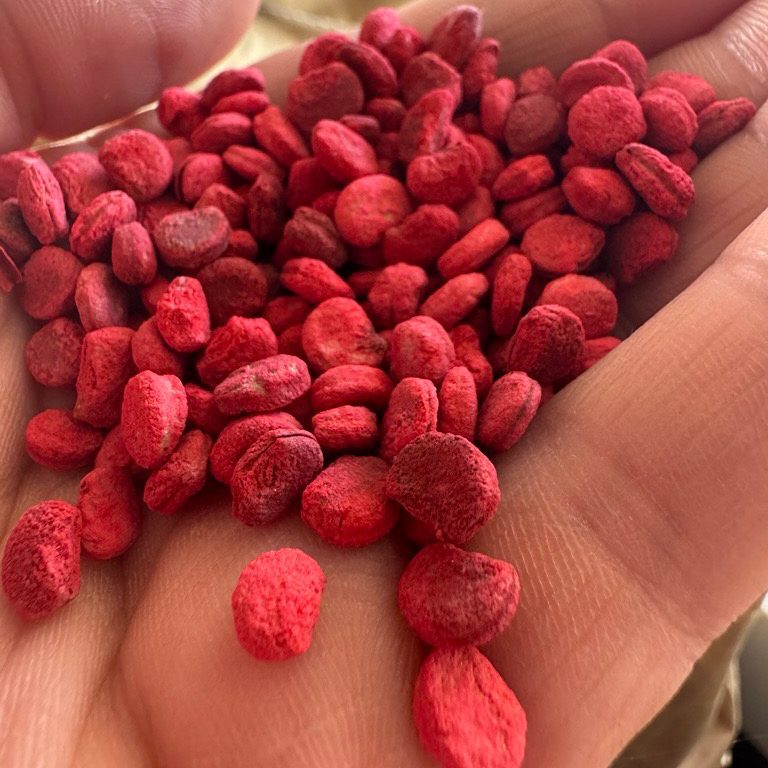 American Ginseng Seed