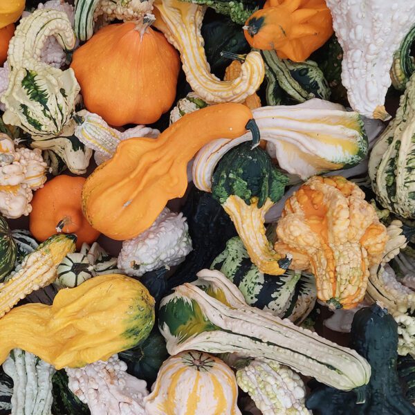 Pile of colorful fall gourds for seasonal decorating