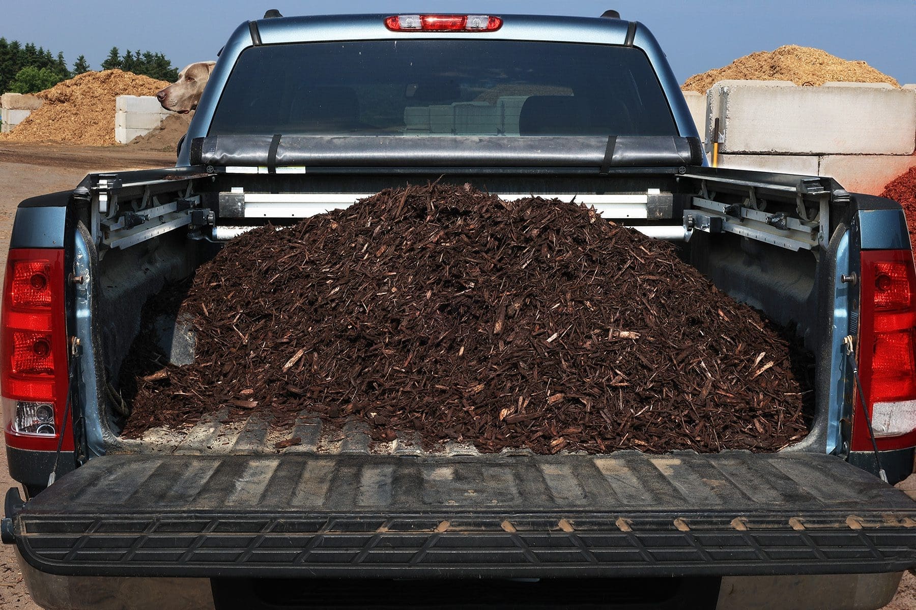 Westermier dog sitting in a pickup truck with 1 cubic yard of wood chips.