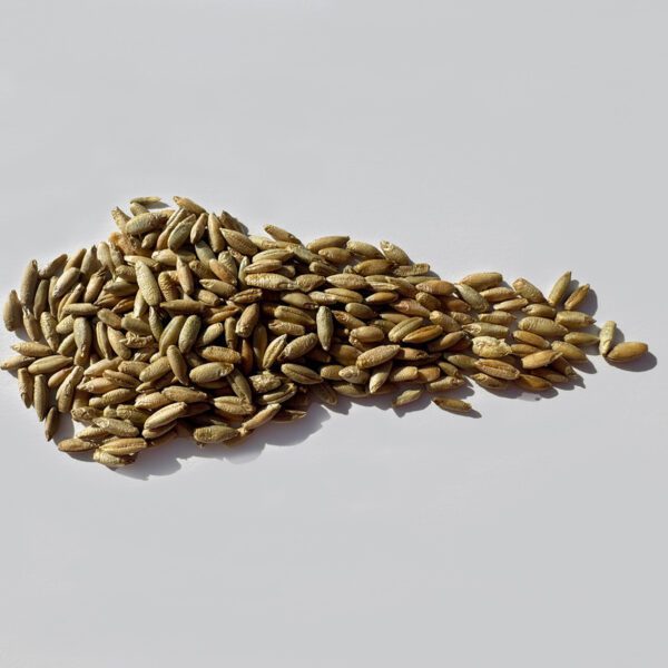 Close-up of unpackaged winter rye seeds, showcasing their small, oval shape and natural brown color.