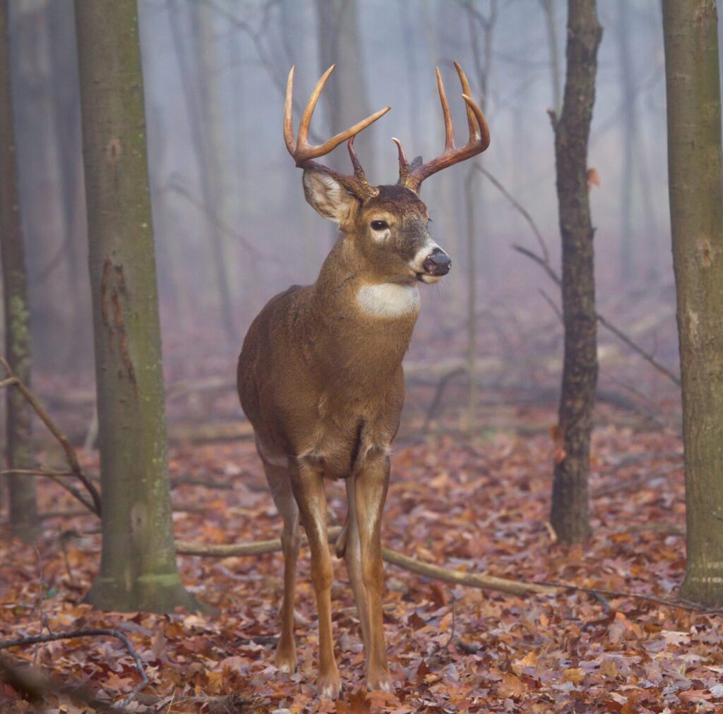 Whitetail deer near feeder—premium deer feed for healthy body condition and antler growth