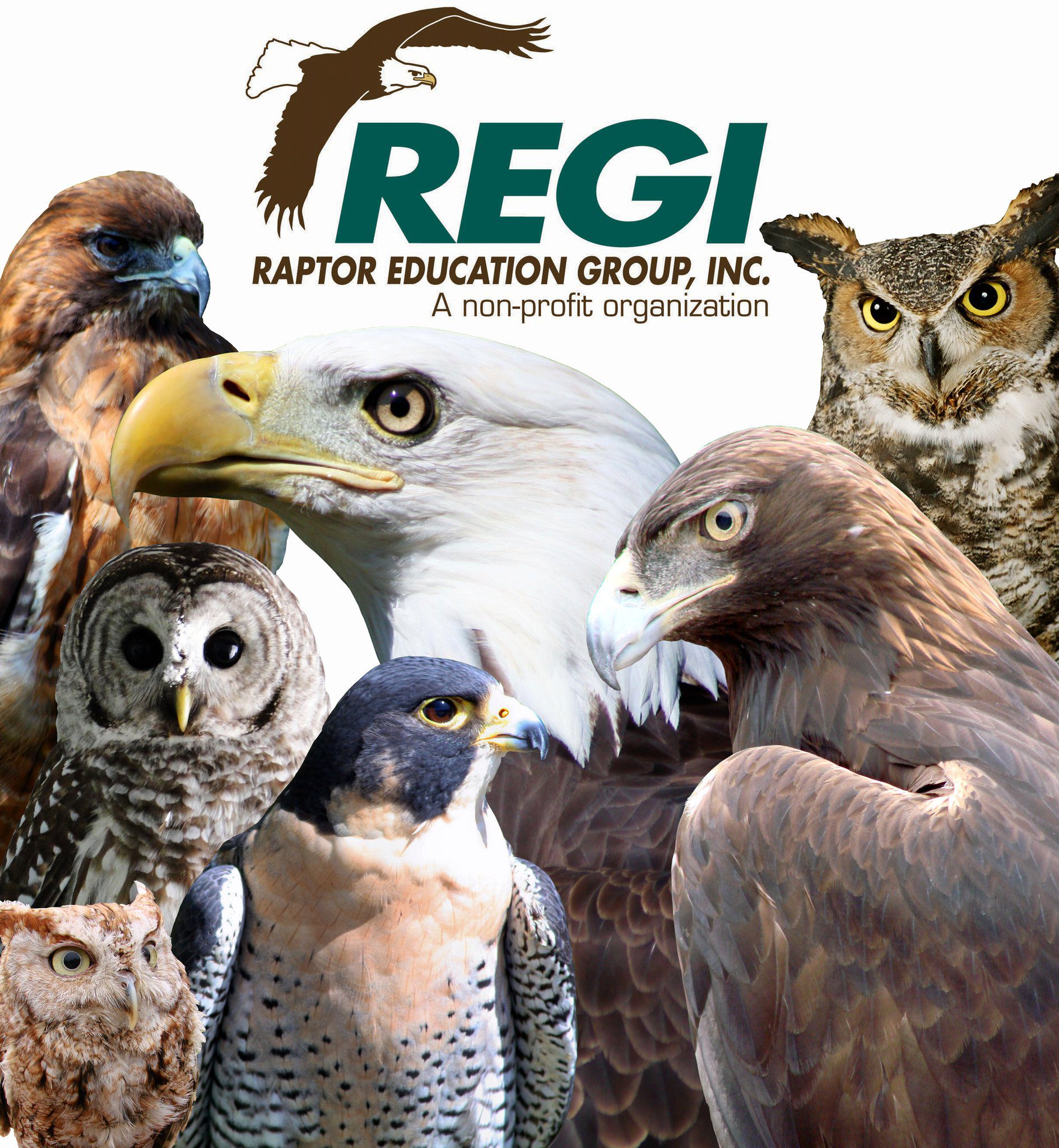 REGI Live Raptor Experience— Owls, Hawks & Falcons