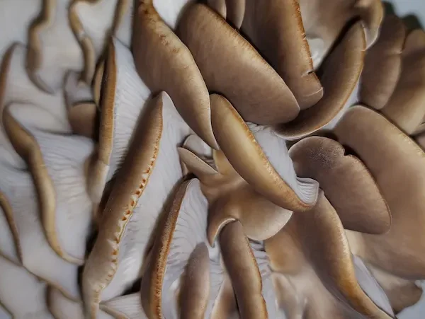 A large, dense cluster of Italian Oyster mushrooms with broad, wavy, brown caps.