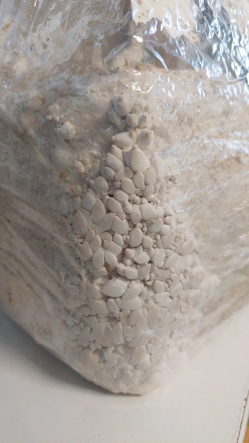 Here are alt text options for the images on the King Oyster 8-Block Set page: For the Main Image (Large Harvest View) Option 1 (Concise): A large pile of harvested King Oyster mushrooms showing their thick white stems and small tan caps.
