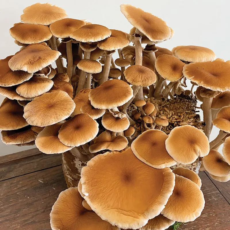 A dense cluster of Pioppini mushrooms fruiting from the top of a cultivation block. The mushrooms feature velvety, dome-shaped brown caps sitting atop long, slender, cream-colored stems.