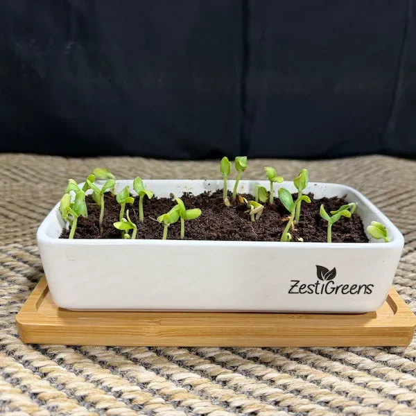 Microgreens kit in ceramic dish on wood base on cloth with dark background.